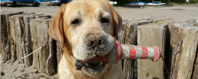 best pet-friendly things to do rockland maine