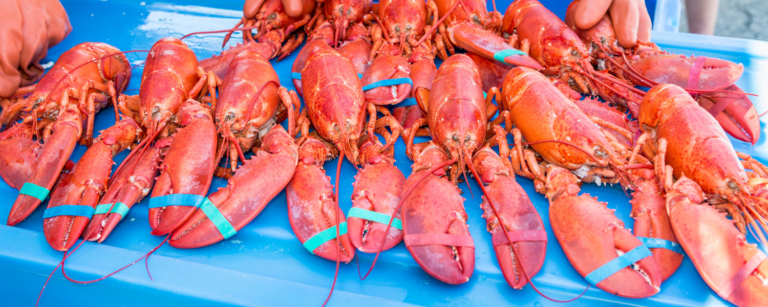 things to know about maine lobster festival