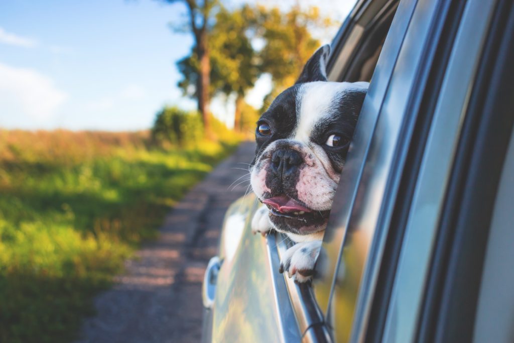 pet-friendly things to do rockland, maine