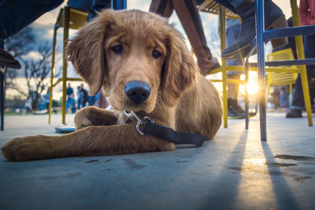 pet-friendly restaurants rockland maine