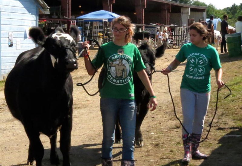 livestock show at the Union Fair Maine