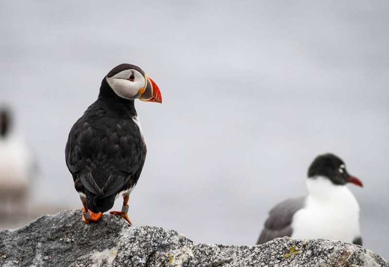 Puffin Visitors Center in Rockland Maine is family-friendly